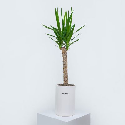 گلدان یوکا کد EL9001