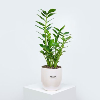 گلدان زاموفیلیا کد EL9002