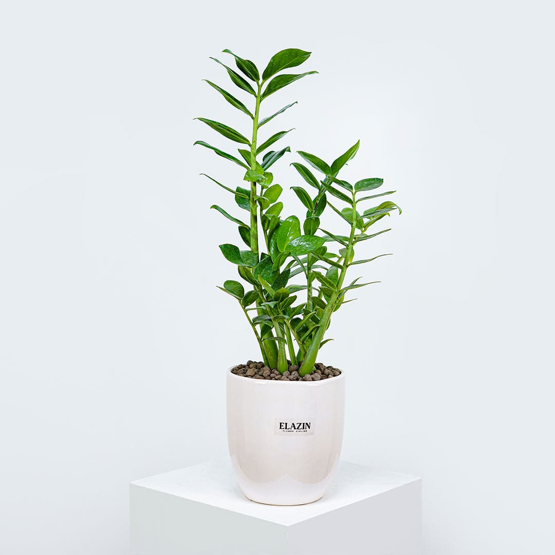 گلدان زاموفیلیا کد EL9002 گلدان زاموفیلیا کد EL9002