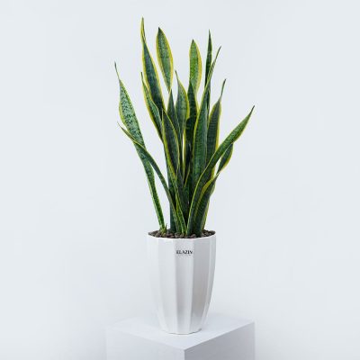 گلدان سانسوریا کد EL9003