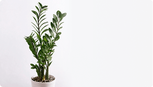 گیاهان آپارتمانی اِل آذین